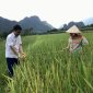 Xã Ái Thượng triển khai phương án sản xuất vụ mùa năm 2024