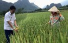 Xã Ái Thượng triển khai phương án sản xuất vụ mùa năm 2024