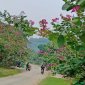 Xây dựng nông thôn mới góp phần tạo Cảnh quan, môi trường xã Ái Thượng ngày càng xanh, sạch, đẹp.